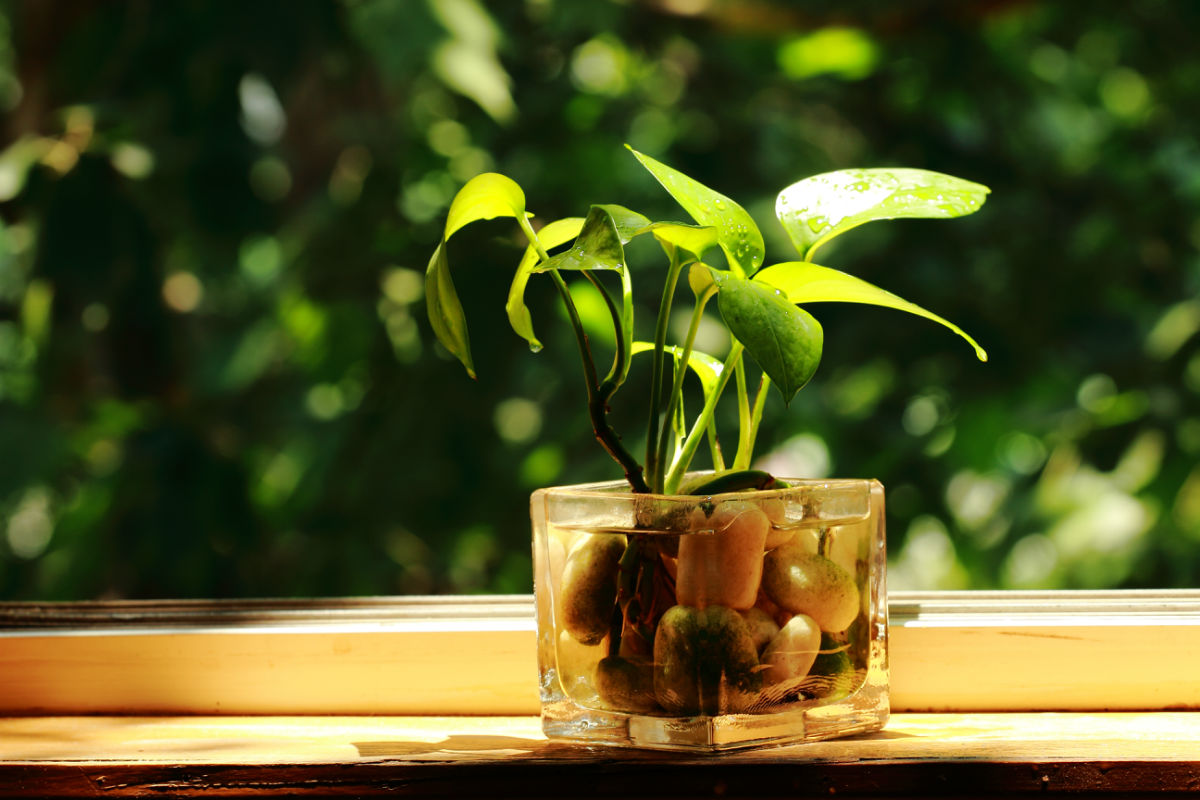 【扬州绿之源环保】VOCs废气治理：那些神奇的植物你知道吗？