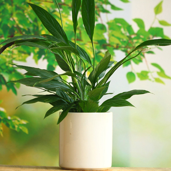 【扬州绿之源环保】VOCs废气治理：那些神奇的植物你知道吗？